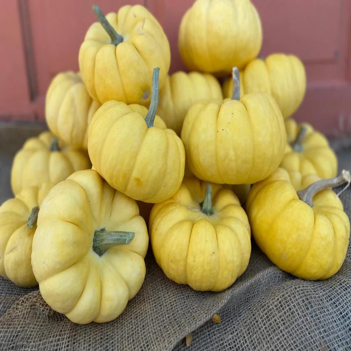 Pumpkins - Sunshine F1