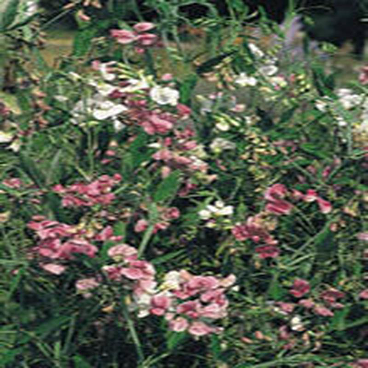 Sweet Pea Everlasting Mix 8211 Ontario Seed Company