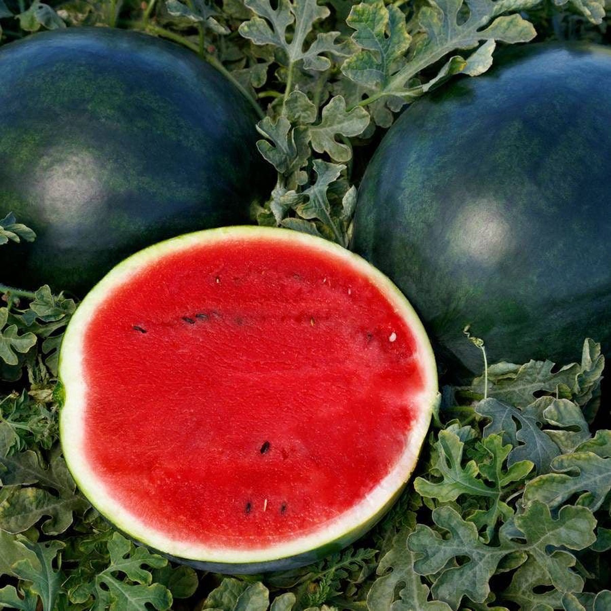 Sweetie Pie Hybrid Watermelon Seeds