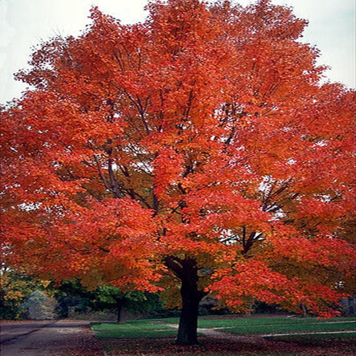 Tree Seed Red Maple - Ontario Seed Company