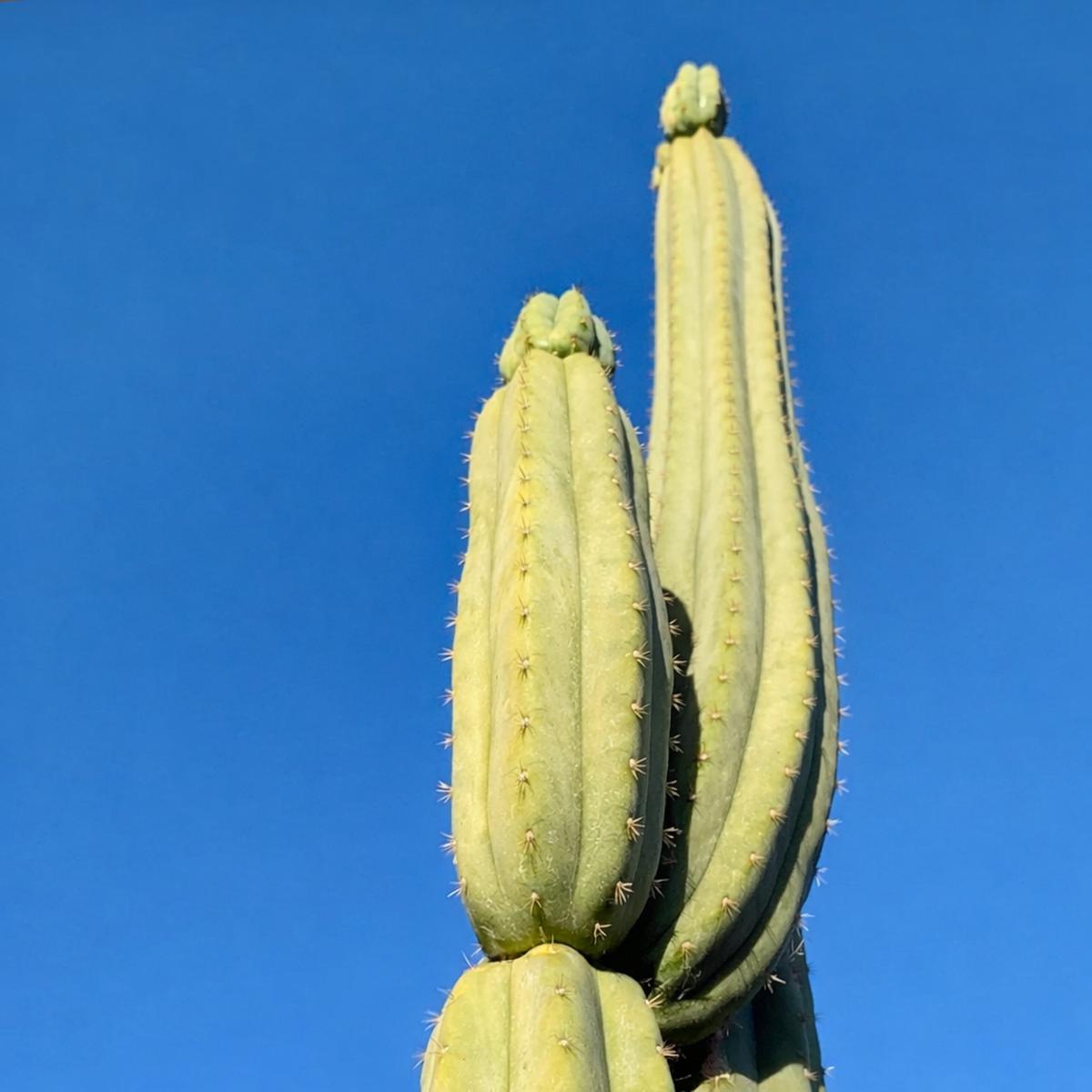 Trichocereus peruvianus SEEDS