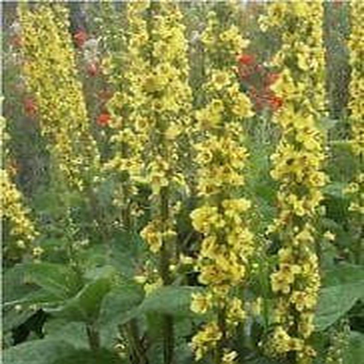 Wild Flower Dark Mullein Verbascum Nigrum Seeds