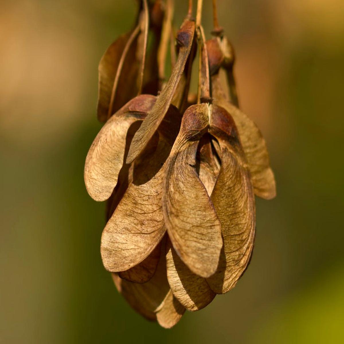 Acer negundo SEEDS