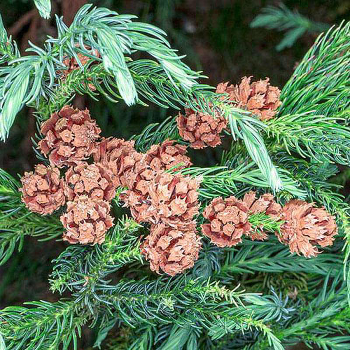 Cryptomeria Japonica Japanese Cedar 8211 05 kg Seeds