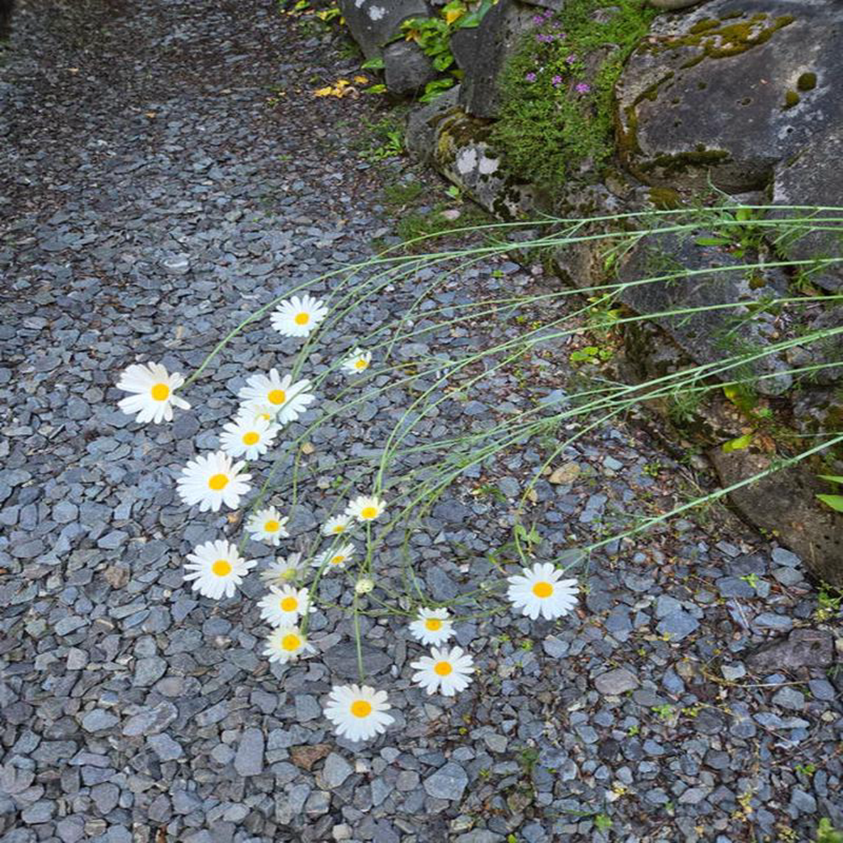 Daisy Pyrethrum 8211 Eagleridge Seeds