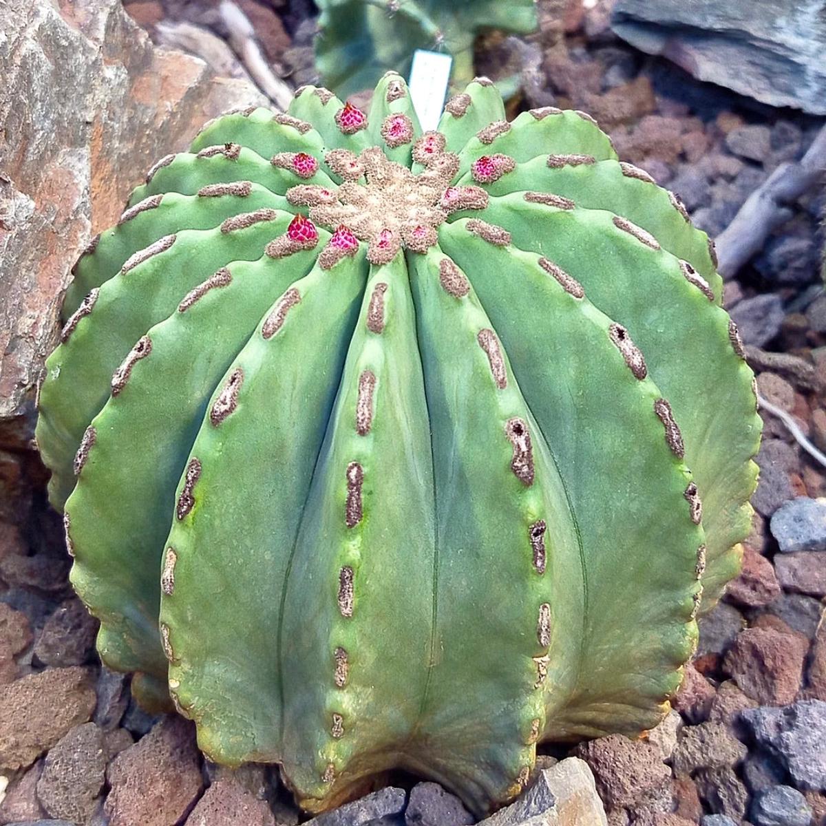 Ferocactus glaucescens var. inermis SEEDS