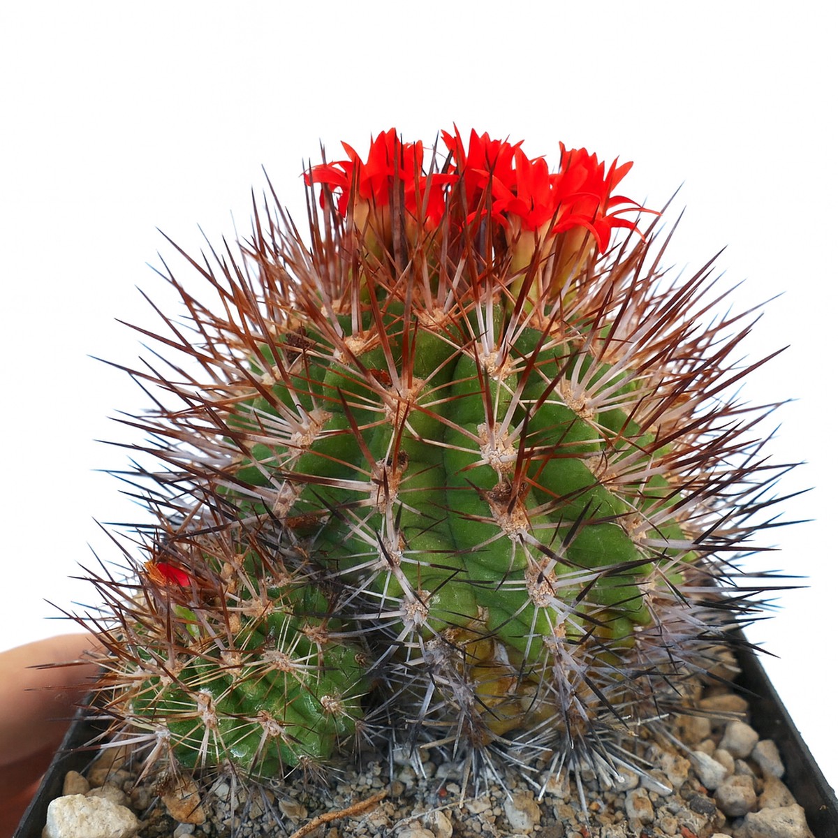 Horridocactus limariensis RED FLOWERS SEEDS