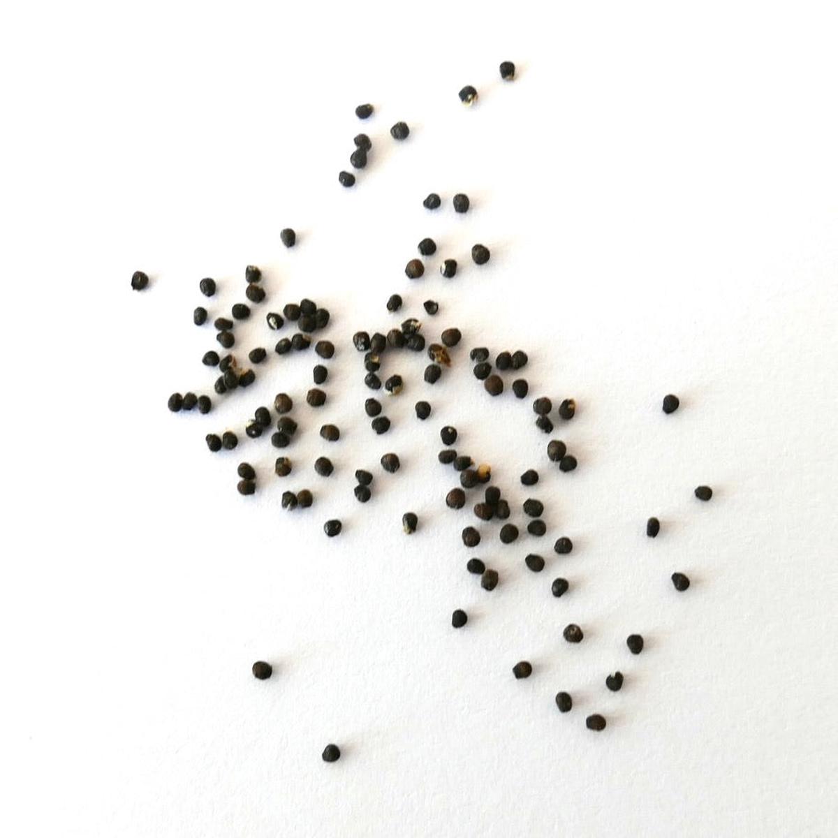 Lobivia aurea var. dobeana R527 (Sierra Ancasti 1800m) SEEDS - 100 Seeds