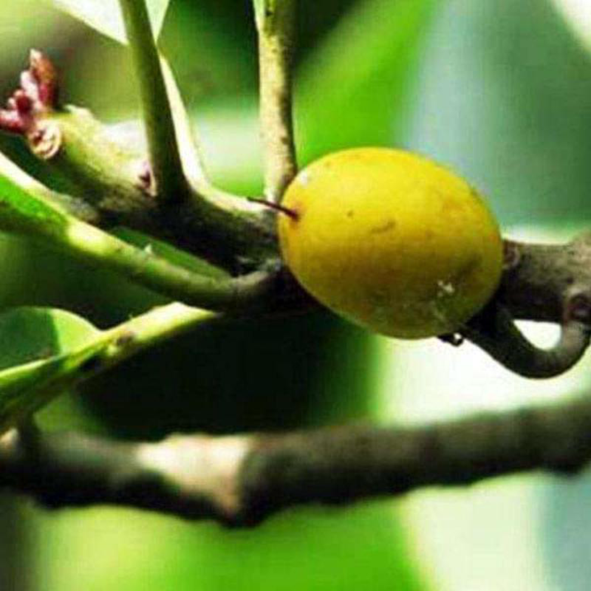 Mimusops Hexandra Khirni 8211 05 kg Seeds