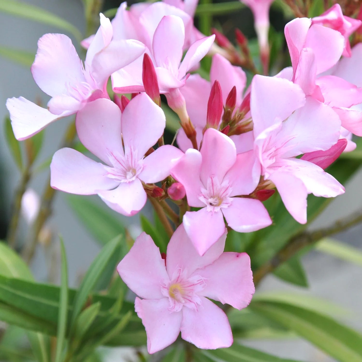 Nerium oleander cv ANNAROSA light pink SEEDS