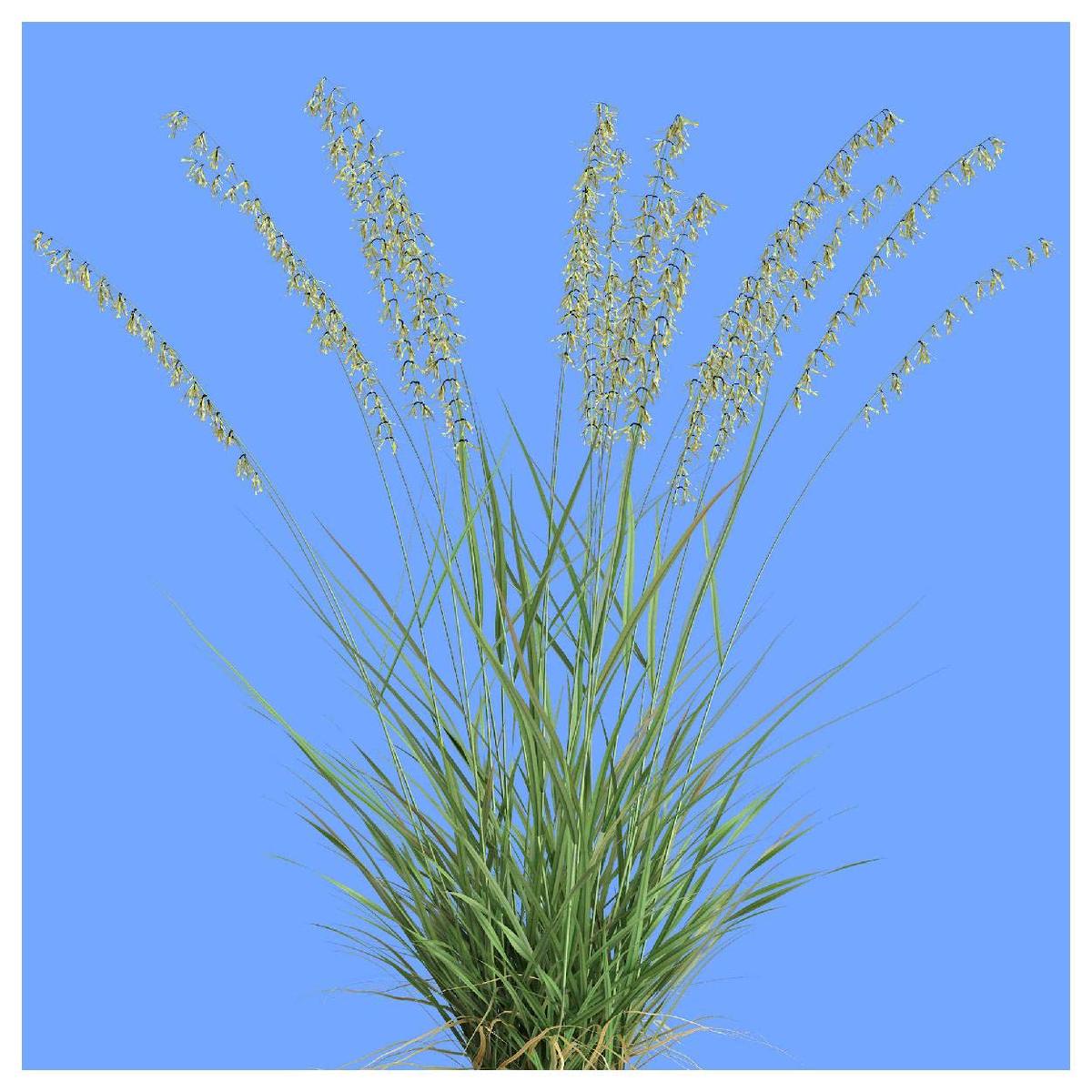Oat Grama Bouteloua gracilis Native Grass Seeds for Planting
