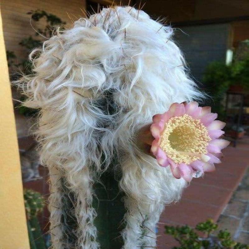Pilosocereus palmeri - Exotic Cacti / Succulent - 10 Seeds