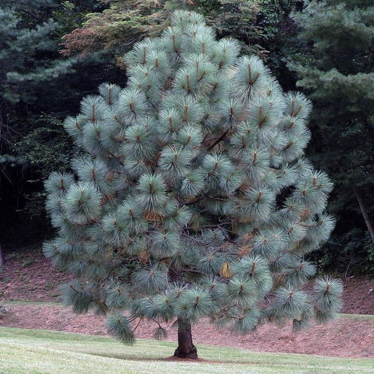 Pinus engelmannii SEEDS