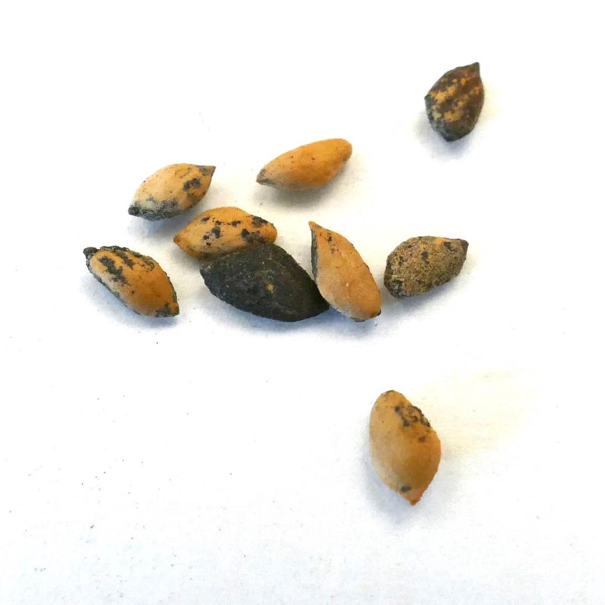 Pinus tecunumanii SEEDS - 10 Seeds