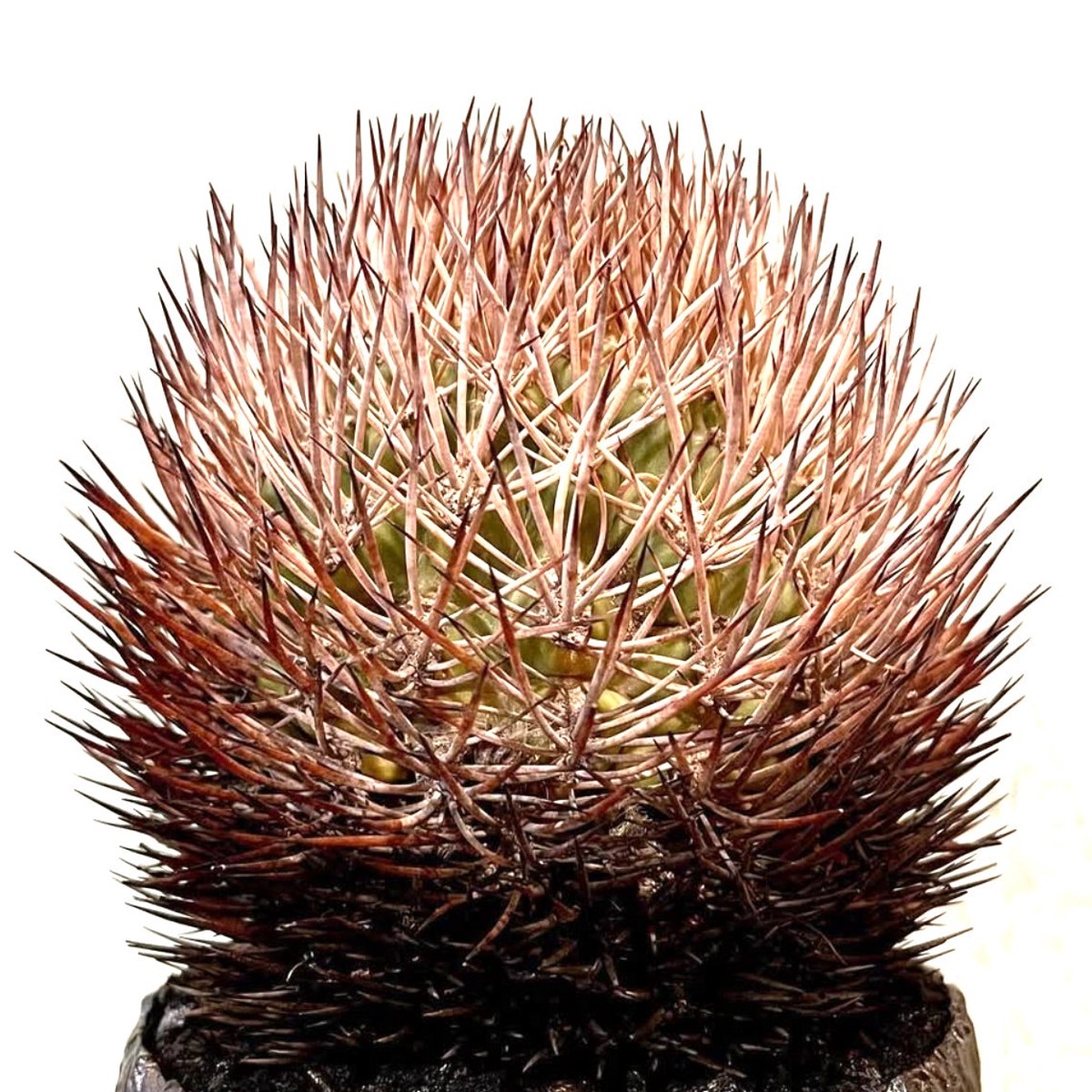 Pyrrhocactus bulbocalyx SEEDS