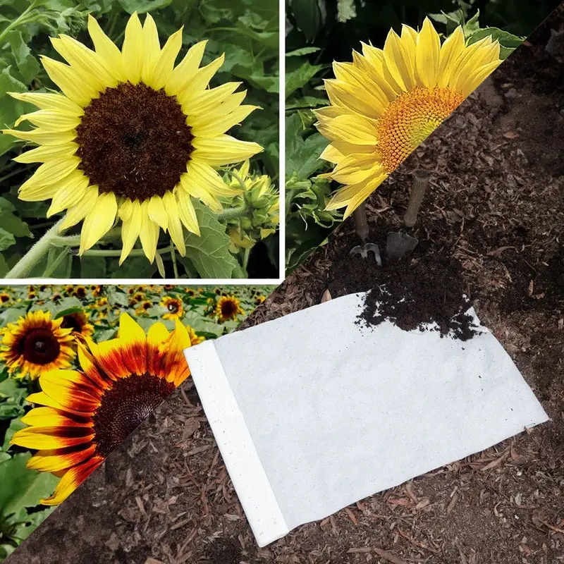 Sow Effortless Collection Sunflower Fantasy Mix Seed Mat