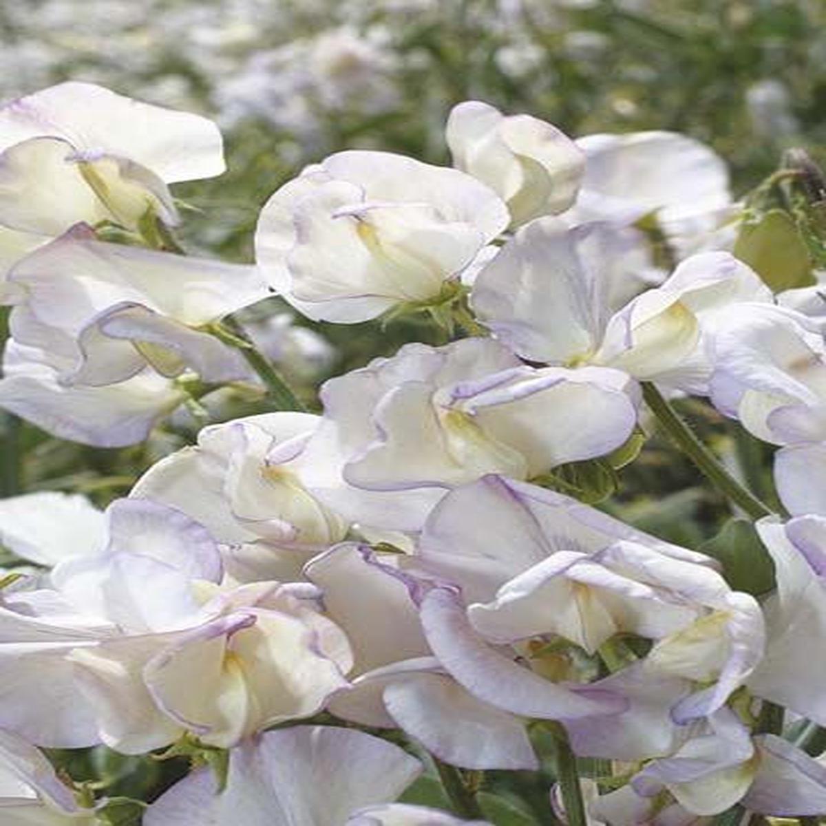 Sweet Pea 'Hi Scent' Seeds