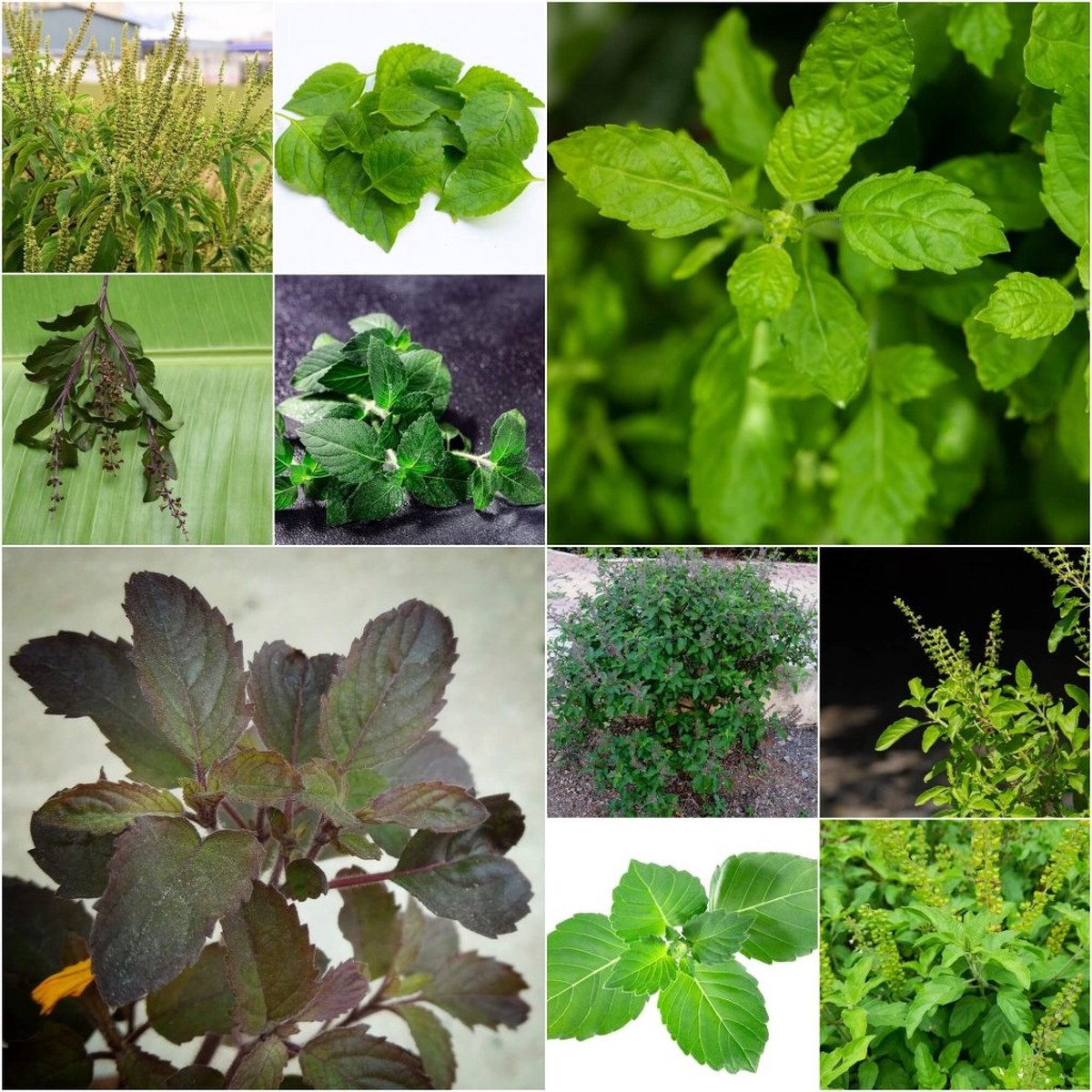 Tulsi - Heirloom Mix seeds