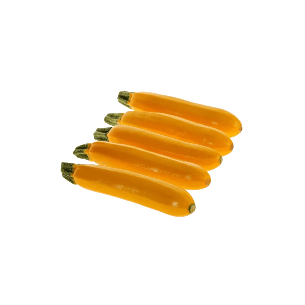 Zucchini Golden Organic Squash Seeds | OSC Seeds