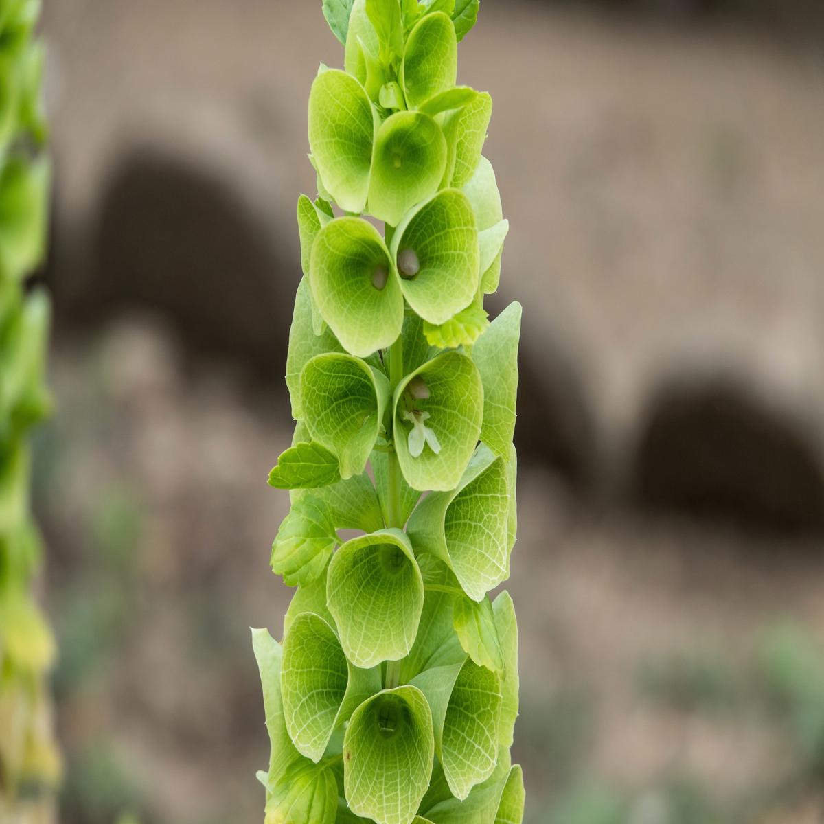150 BELLS OF IRELAND ( Lady In The Bathtub / Shell Flower ) Moluccella Laevis Green Flower Seeds