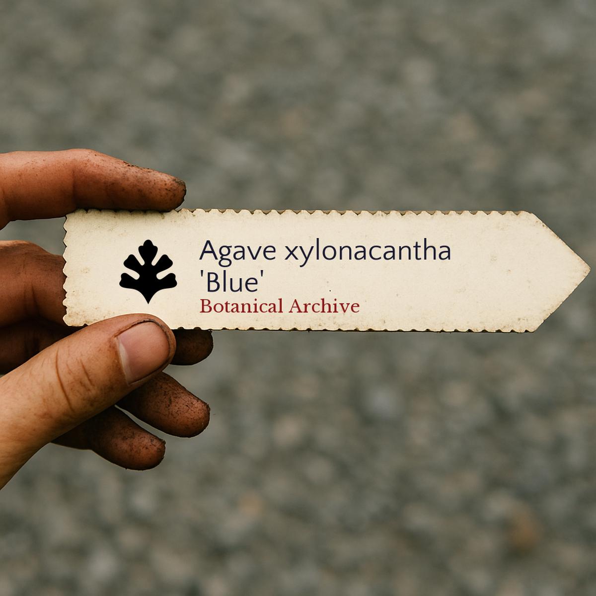 Agave xylonacantha 'Blue' SEEDS
