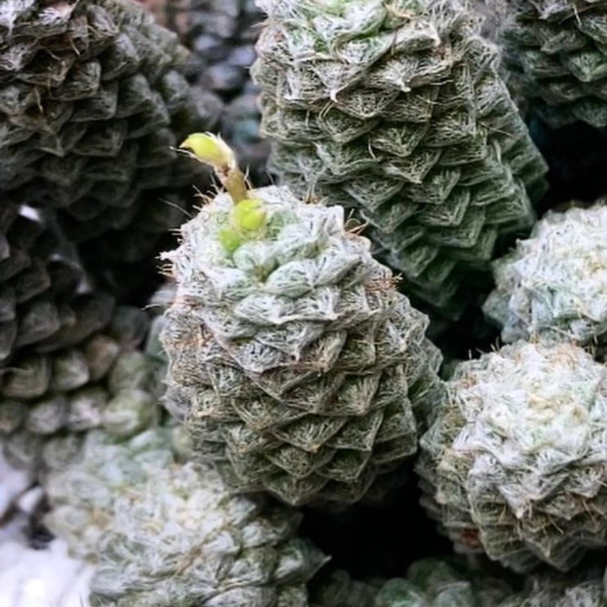 Anacampseros filamentosa SEEDS
