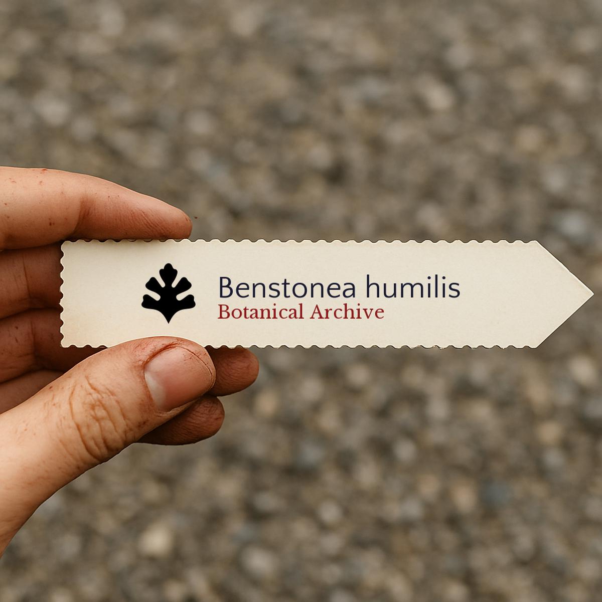 Benstonea humilis SEEDS