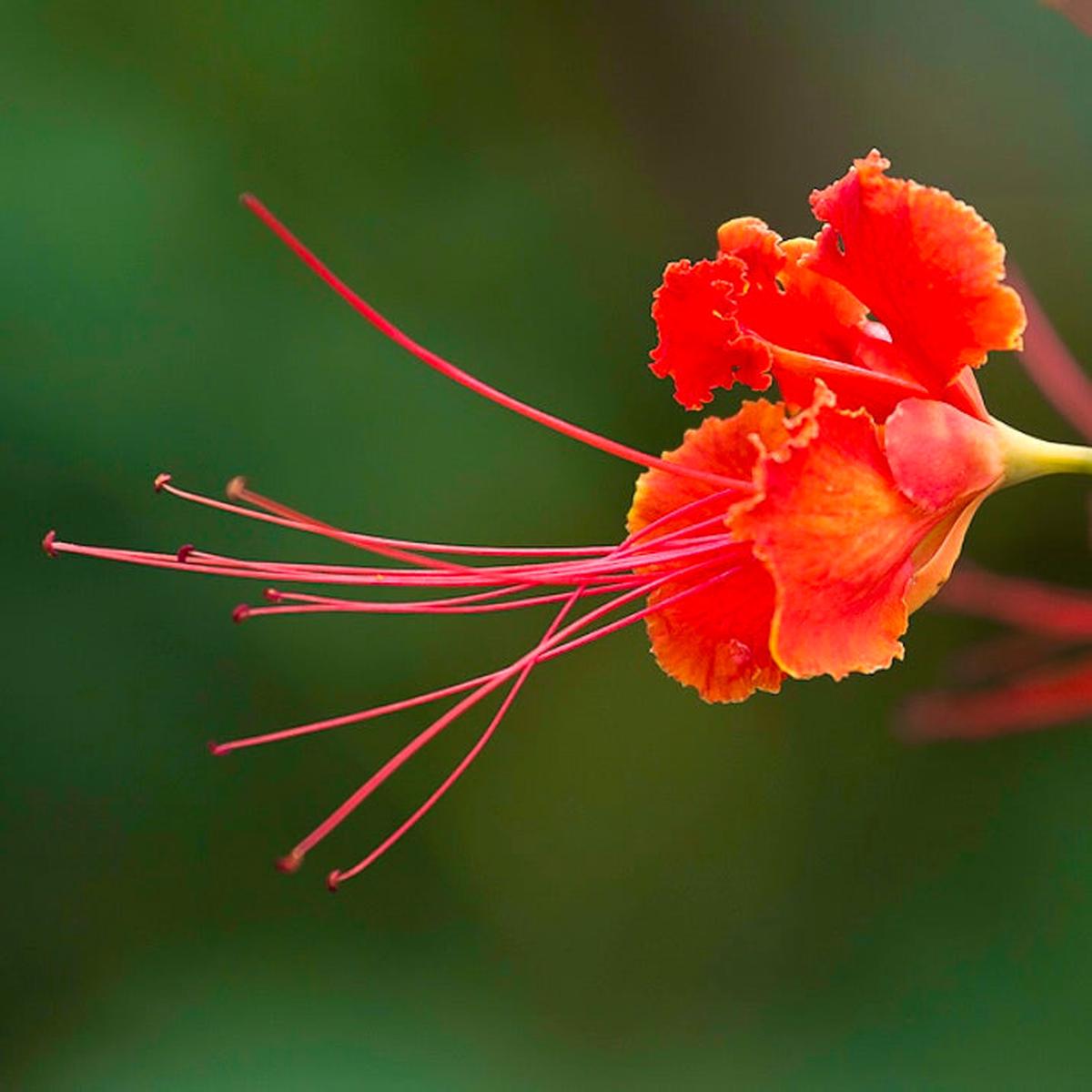 Caesalpinia pulcherrima 'ORANGE' SEEDS