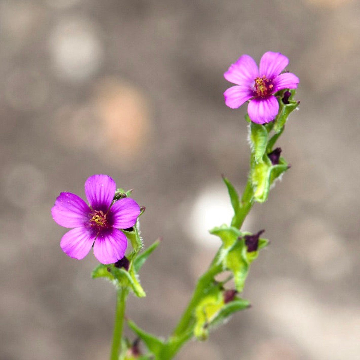 Calandrinia compressa SEEDS