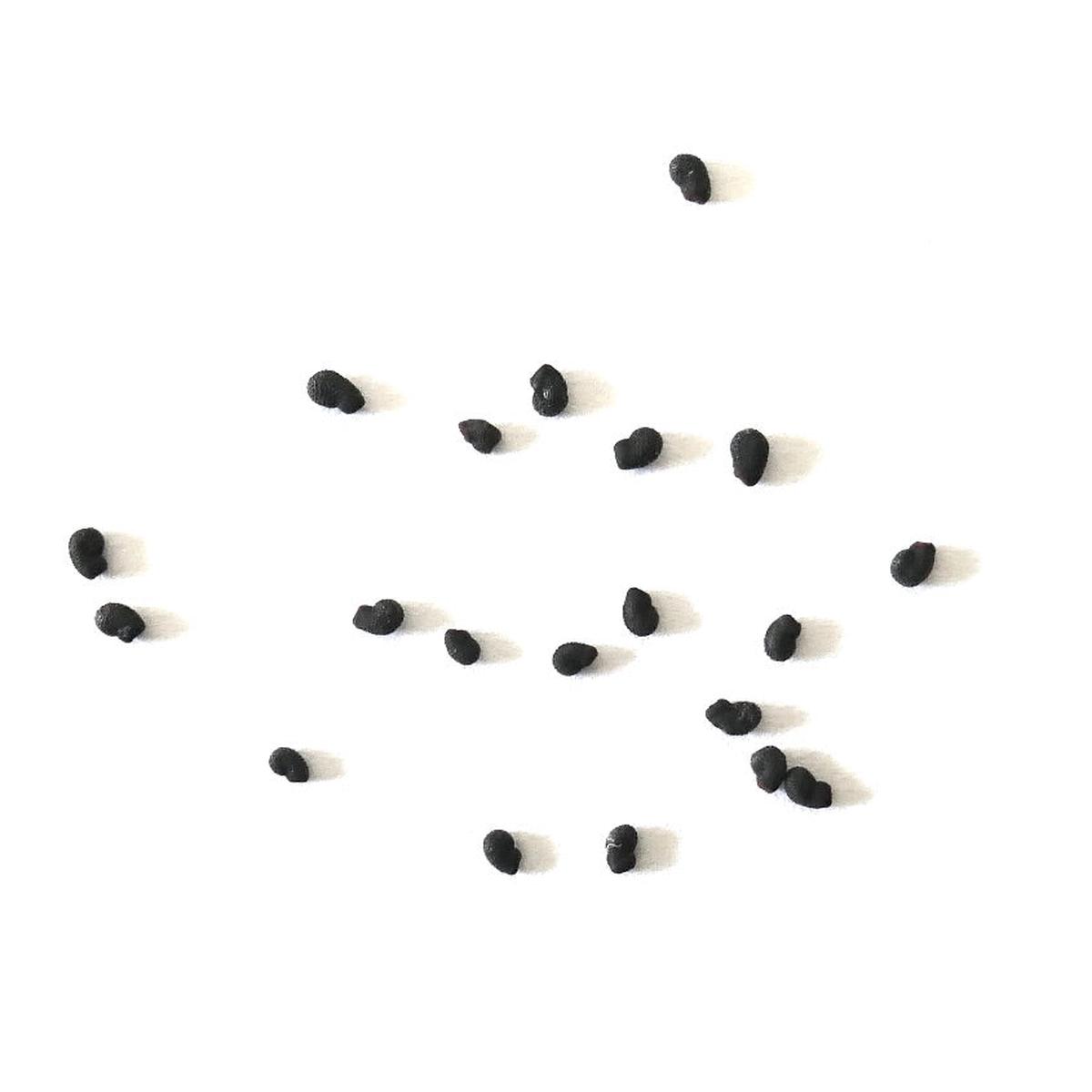 Cereus forbesii SEEDS - 20 Seeds