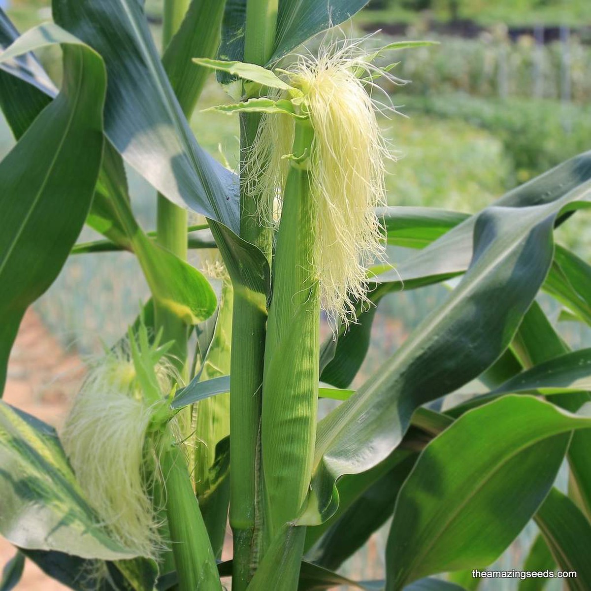 Corn, Japanese Hulless, Baby Corn, Mini Popcorn Seeds, Mini Corn, Heirloom Seeds