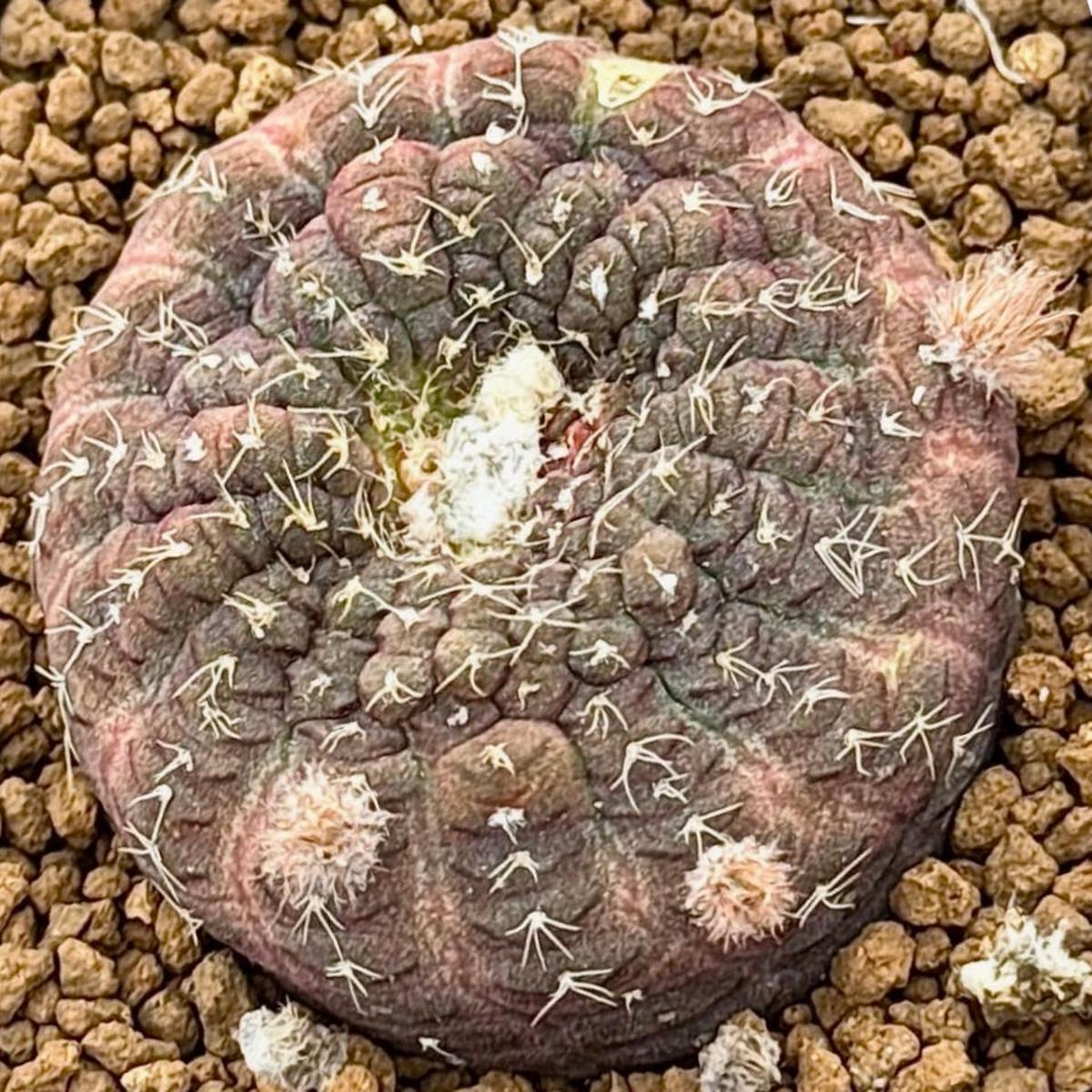 Frailea cataphracta SEEDS