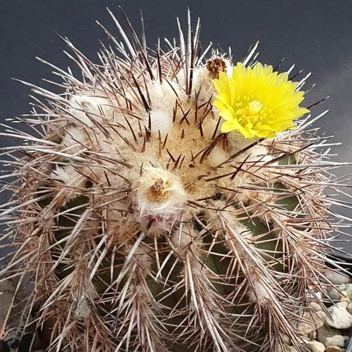 Islaya islayensis var. divaricatiflora SEEDS
