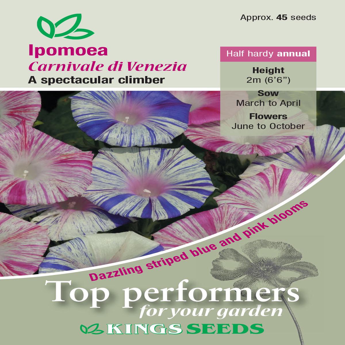 Kings Seeds Ipomoea purpurea Carnevale Di Venezia 45 Seed