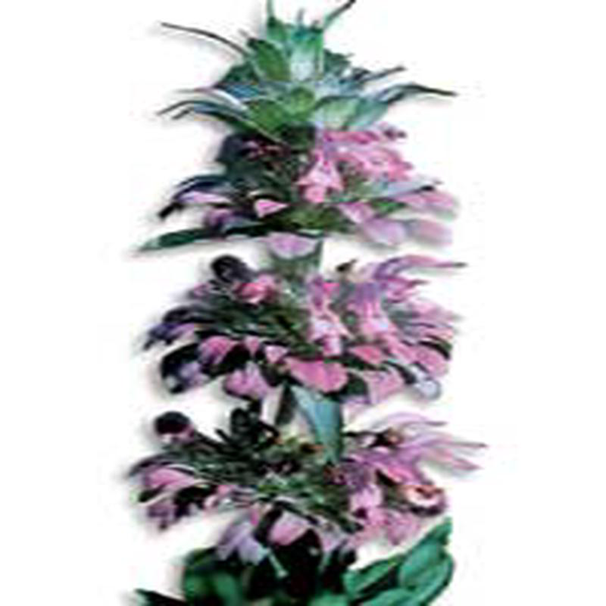 Lemon Mint Bergamot 8211 Ontario Seed Company
