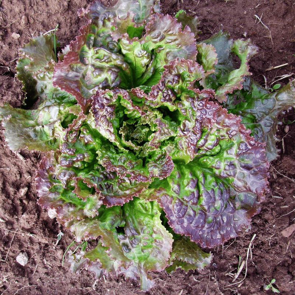 Lettuce Prizehead 8211 Ontario Seed Company