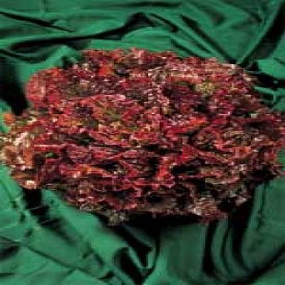 Lettuce Red Salad Bowl - Aimers Organic Seeds