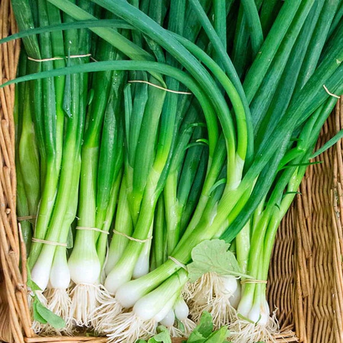Onions - Eiffel