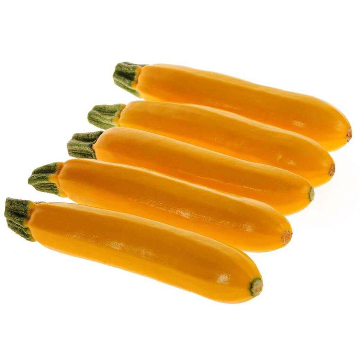 Squash Sebring Hybrid 8211 Ontario Seed Company