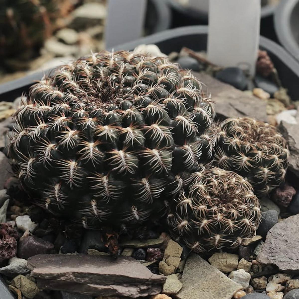 Sulcorebutia crispata SEEDS - 1000 Seeds