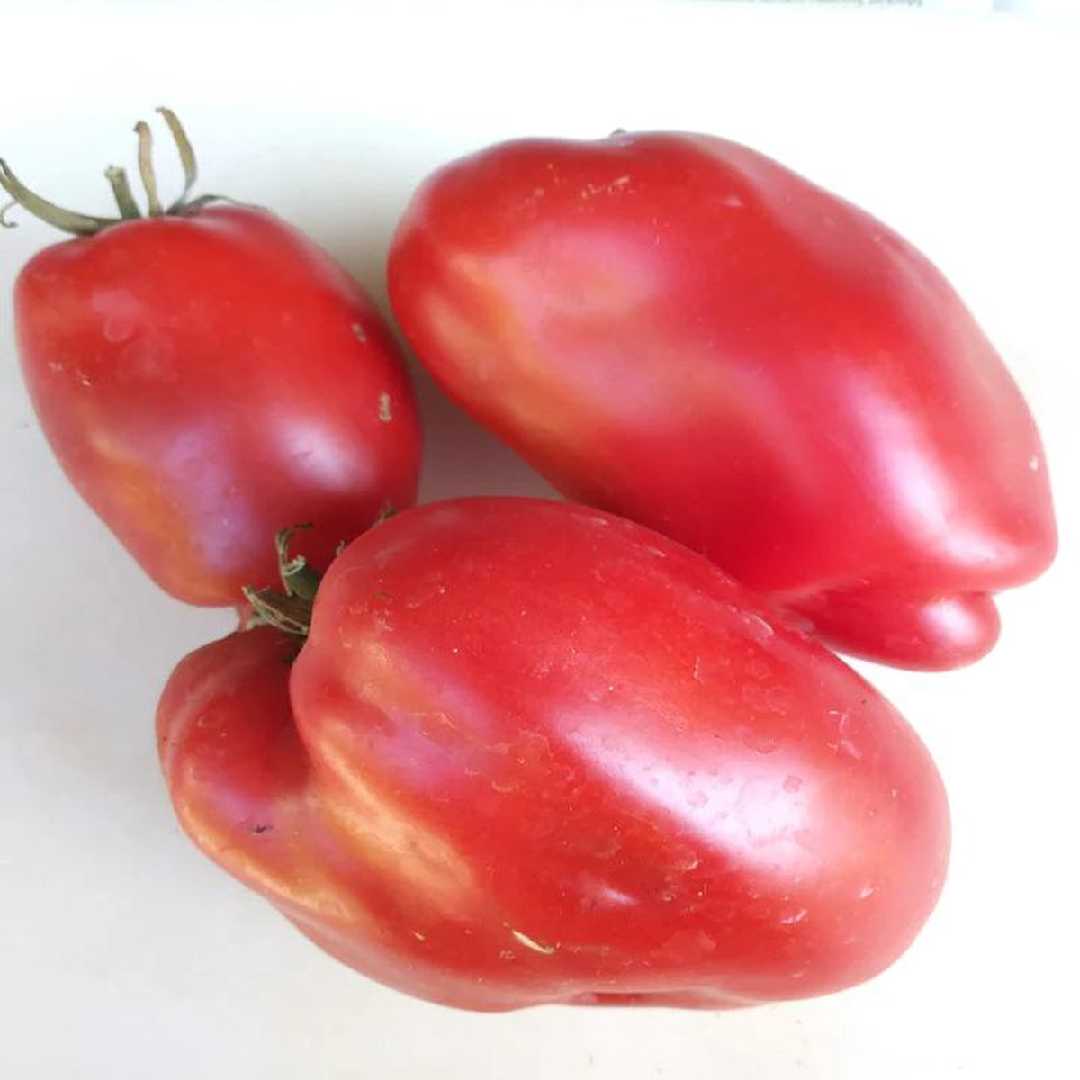 Tomato Aunt Nettie8217s Giant Roma 8211 Eagleridge Seeds