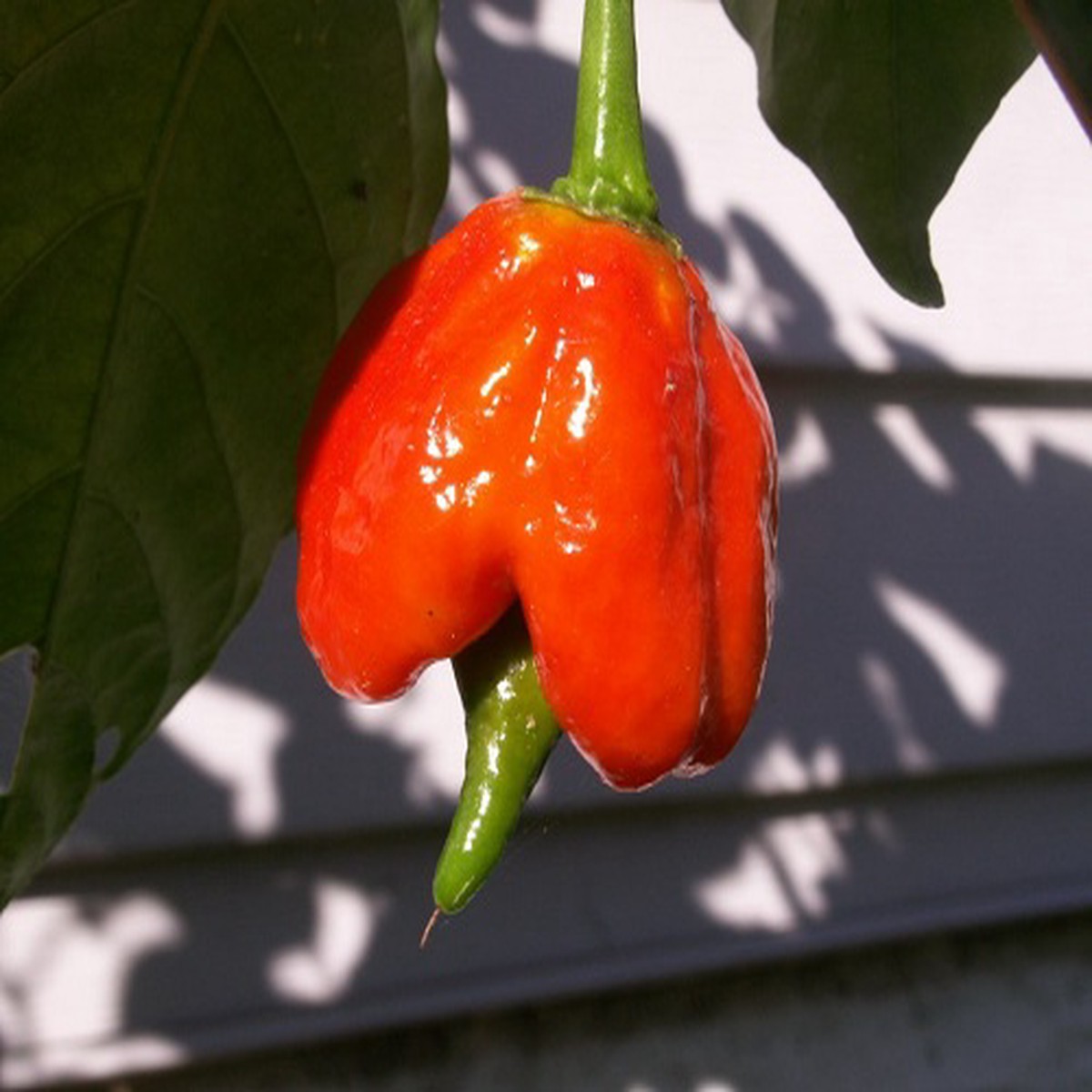 Trinidad Scorpion Butch T Chile Pepper - 10 Seeds