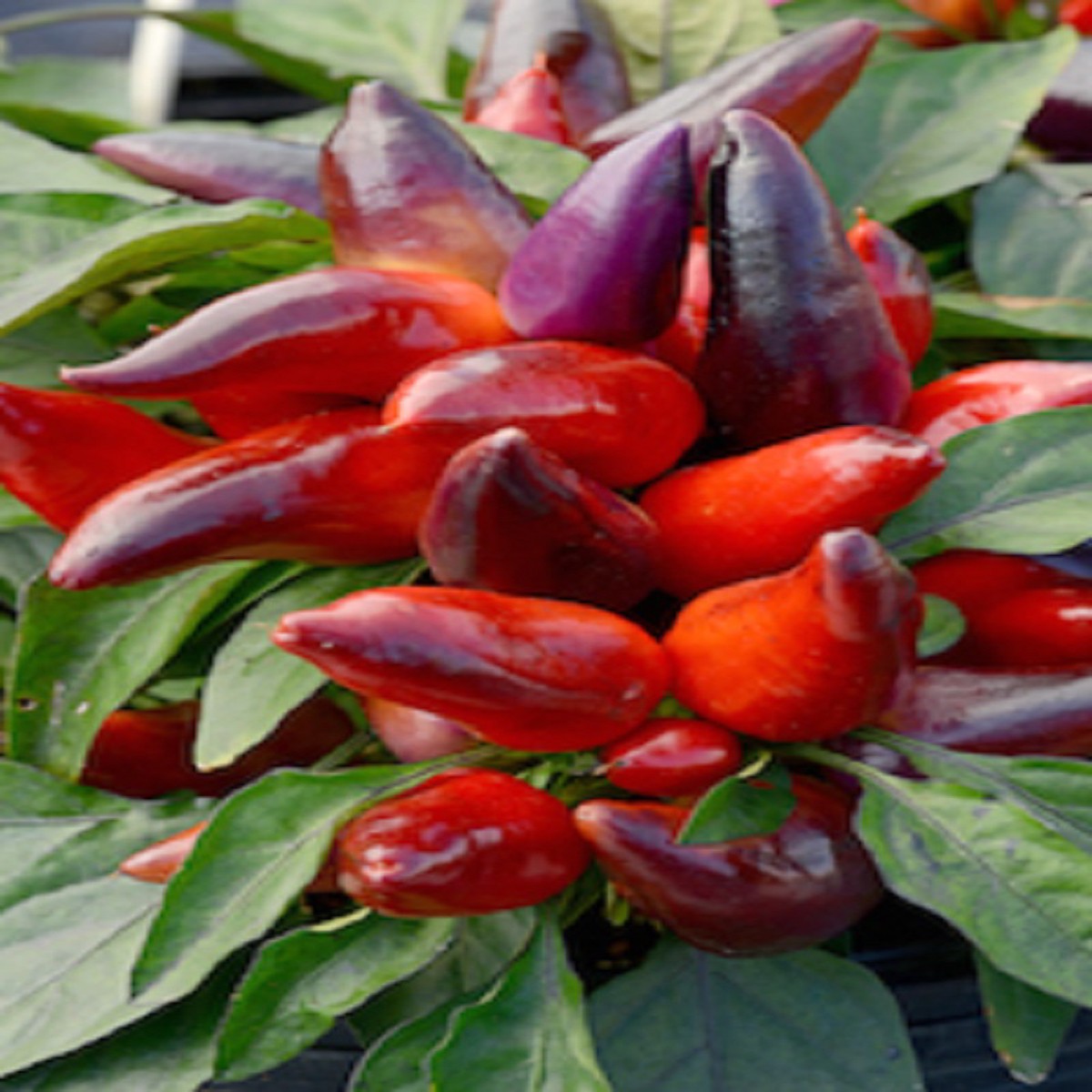 Wicked Ornamental & Edible Pepper - 10 Seeds