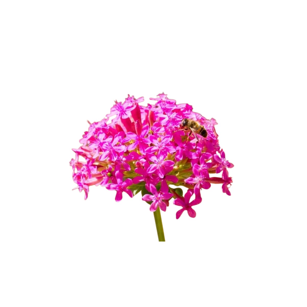 Wildflower Catchfly Silene Armeria | OSC Seeds