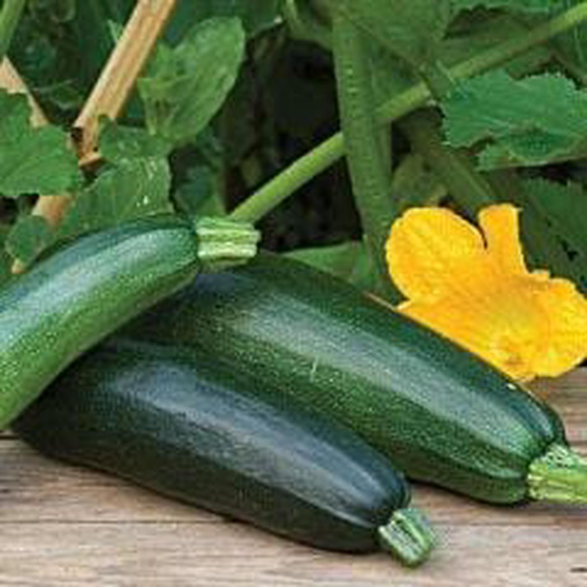 Zucchini Fordhook  - Burpee Seeds