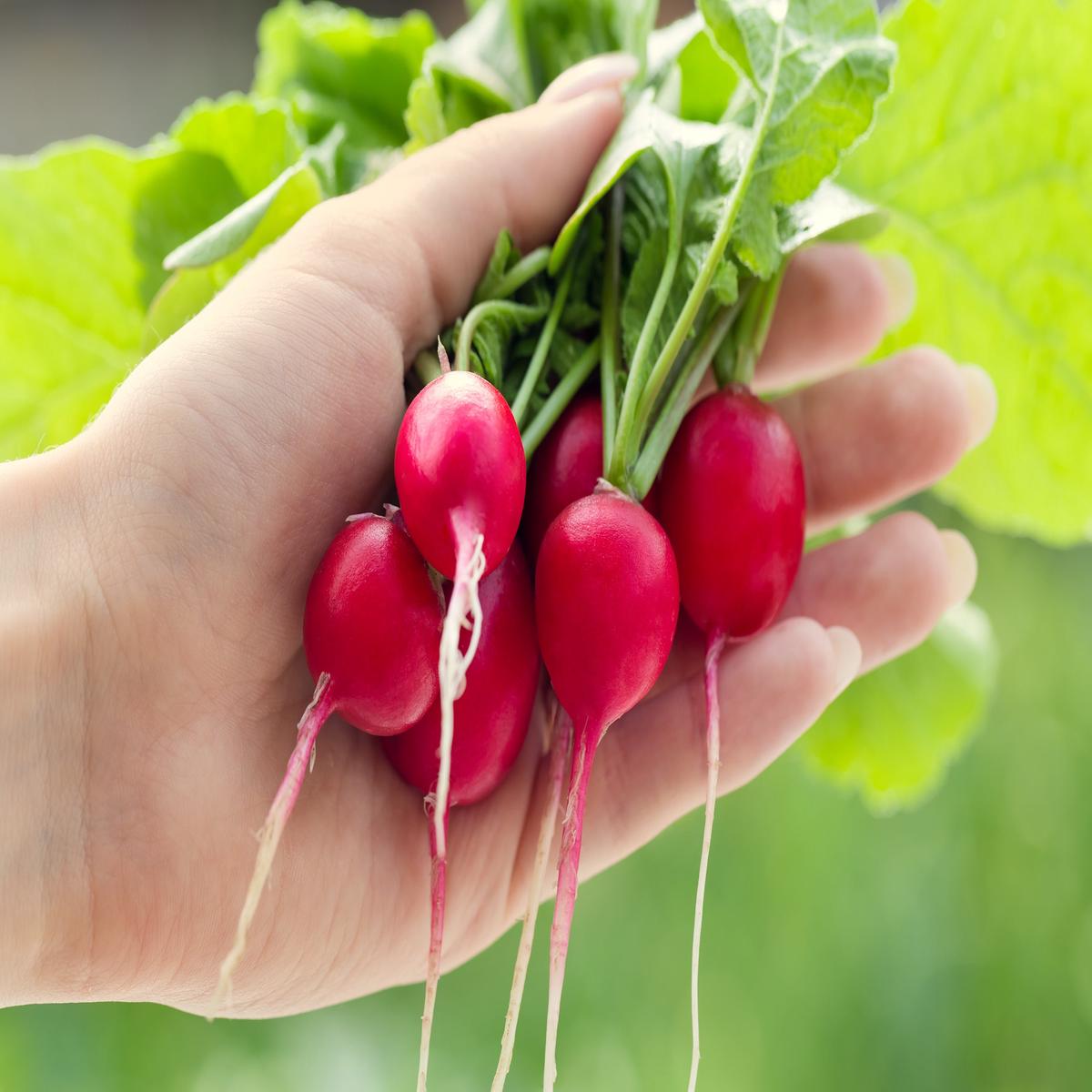 2000 CHERRY BELLE RADISH Raphanus Sativus Vegetable Seeds