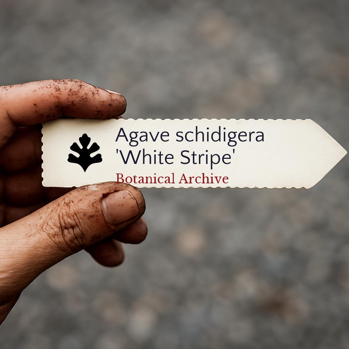 Agave schidigera 'White Stripe' SEEDS