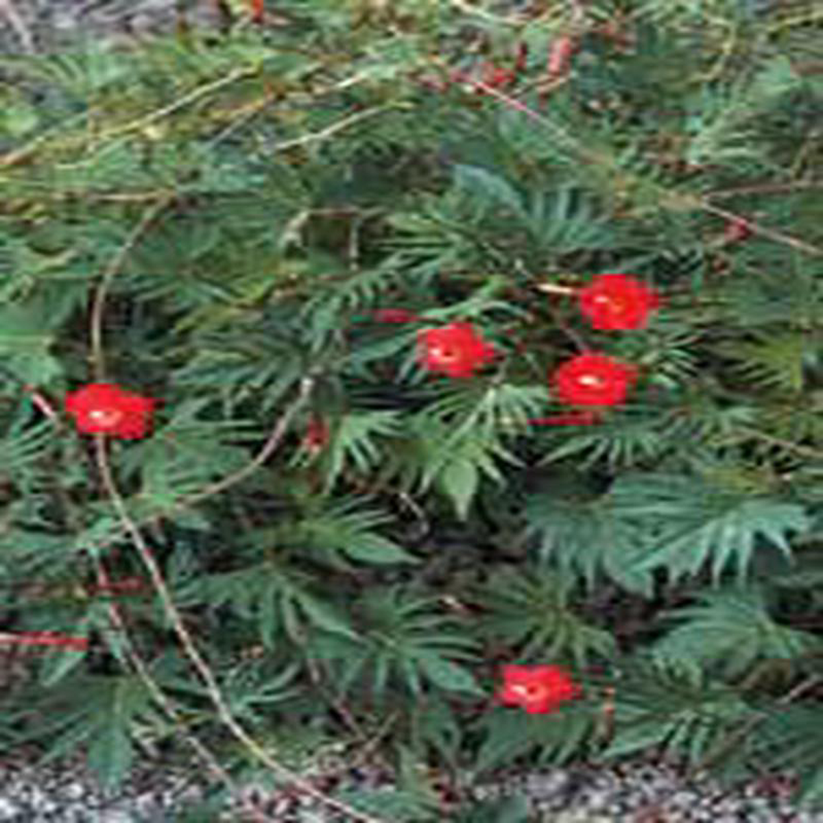 Cardinal Climber 8211 Ontario Seed Company