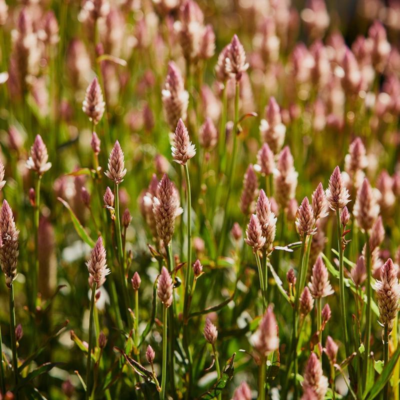 Celosia spicata Xantippe Grass | X 50 Seeds