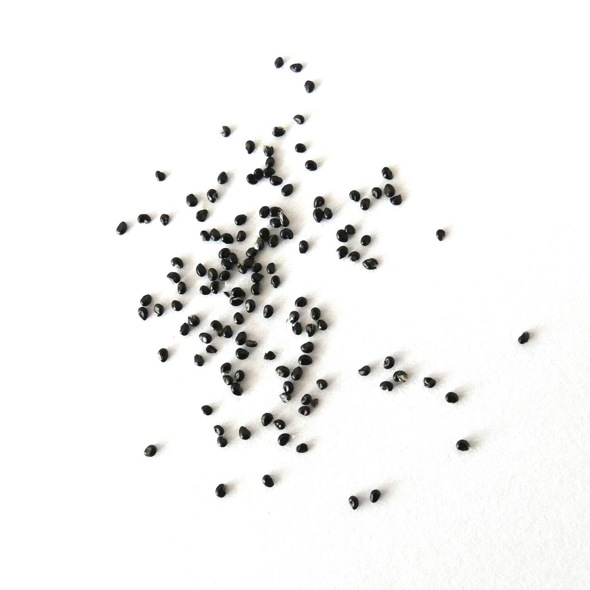 Copiapoa calderana var. magnifica SEEDS - 100 Seeds